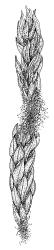 Bryum laevigatum, shoot, dry. Drawn from D. Petrie s.n., Nov. 1893, CHR 516751.
 Image: R.C. Wagstaff © Landcare Research 2015 